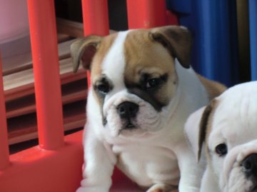 ブルドッグ【京都府・女の子・2013年12月25日・レッドホワイト】の写真「」