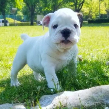 ブルドッグ【京都府・女の子・2024年2月18日・ホワイト&レッド】の写真「元気で甘えん坊な愛らしい子です。」
