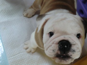 ブルドッグ【京都府・男の子・2013年12月25日・レッドホワイト】の写真「」