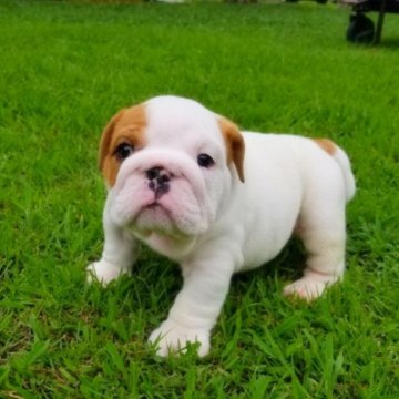 ブルドッグ【京都府・男の子・2023年7月19日・ホワイト&レッド】の写真「とってもイケメンな男の子です。」