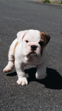 ブルドッグ【京都府・女の子・2015年3月17日・レッド&ホワイト】の写真「」