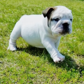ブルドッグ【京都府・女の子・2020年2月15日・ホワイト&レッド】の写真「真っ白ボディに真っ黒な瞳の美人さん♡」