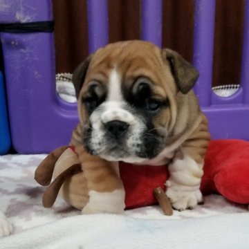 ブルドッグ【京都府・男の子・2023年11月9日・レッド】の写真「パンチの効いたお顔の男の子ちゃん」
