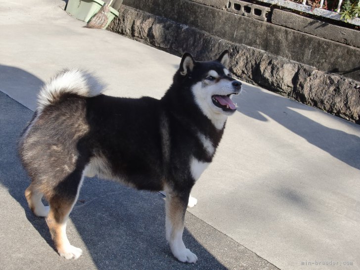 代表犬の甲斐です。｜小山　敏恵(こやま　としえ)ブリーダー(京都府・柴犬など・日本犬保存会登録)の紹介写真1