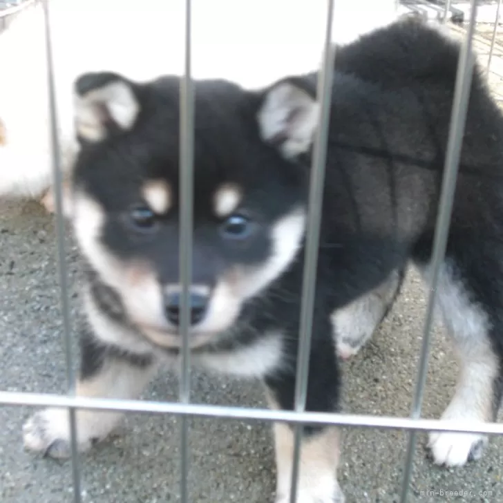 ID:2412-02194の子犬