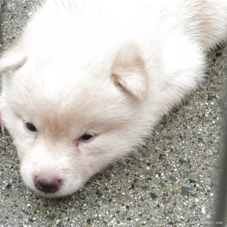 豆柴【京都府・女の子・2025年6月11日・白 しろ シロ  鼻は黒いです】の写真1