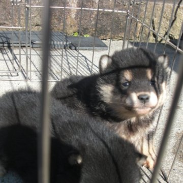 柴犬(豆柴)【京都府・女の子・2025年2月6日・極小豆柴 天然記念物  黒  クロ くろ】の写真「天然記念物　黒豆柴　賢く愛嬌があります　希少10パ」