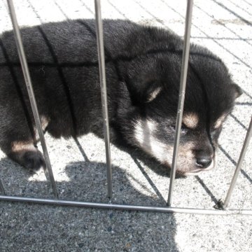 柴犬(豆柴)【京都府・女の子・2025年2月19日・極小豆柴 天然記念物  黒  クロ くろ】の写真「天然記念物　黒豆柴　賢く愛嬌があります　希少10パ」