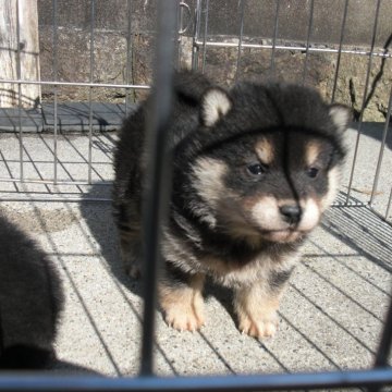 柴犬(豆柴)【京都府・女の子・2025年2月6日・極小豆柴 天然記念物  黒  クロ くろ】の写真「天然記念物　黒豆柴　賢く愛嬌があります　希少10パ」