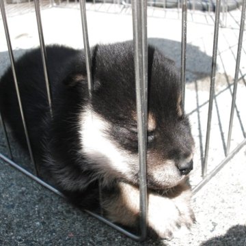 柴犬(豆柴)【京都府・女の子・2025年3月3日・極小豆柴 天然記念物  黒  クロ くろ】の写真「天然記念物　黒豆柴　賢く愛嬌があります　希少10パ」