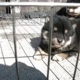 豆柴