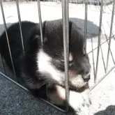 豆柴