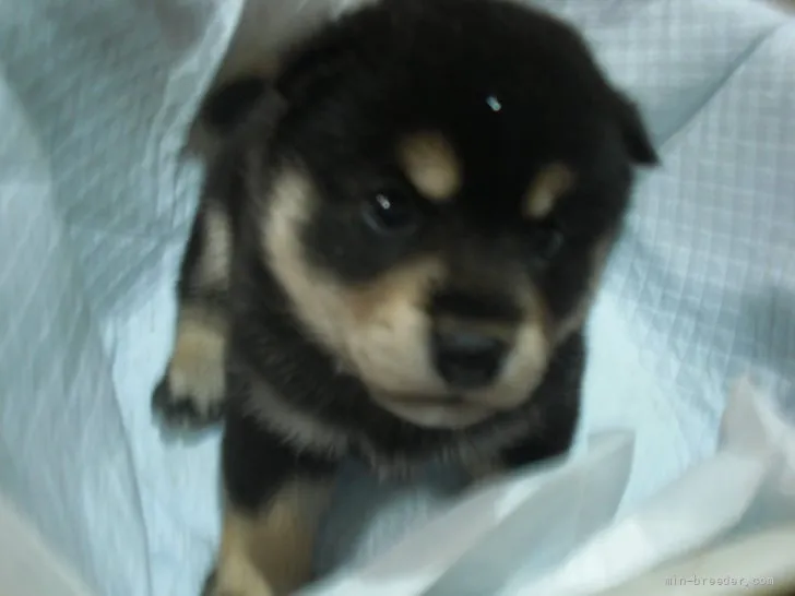 Nasa 様のお迎えした子犬