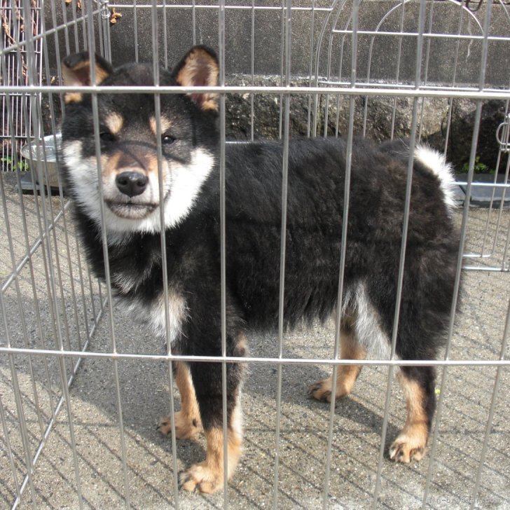 黒柴 様 フォロー割 専用出品 黒柴オス子犬】ID4488の詳細情報と購入ガイド｜価格・血統・保証