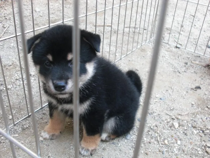 ID：1910-00664の子犬