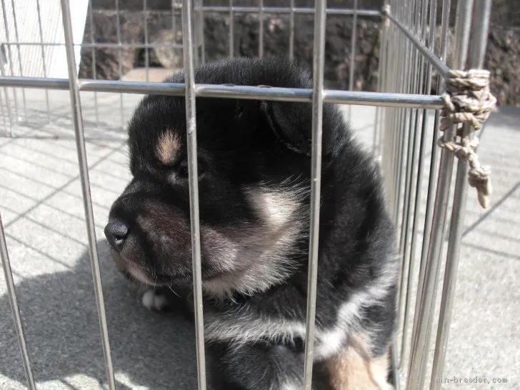ID:2002-02579の子犬