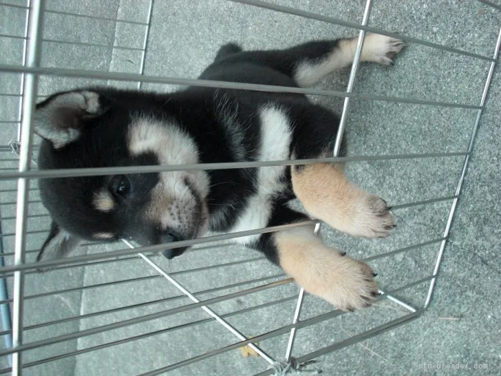 ID:1912-03119の子犬