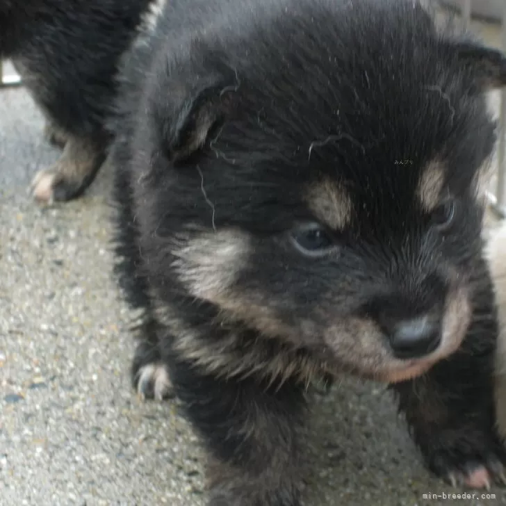 ヒデ 様のお迎えした子犬