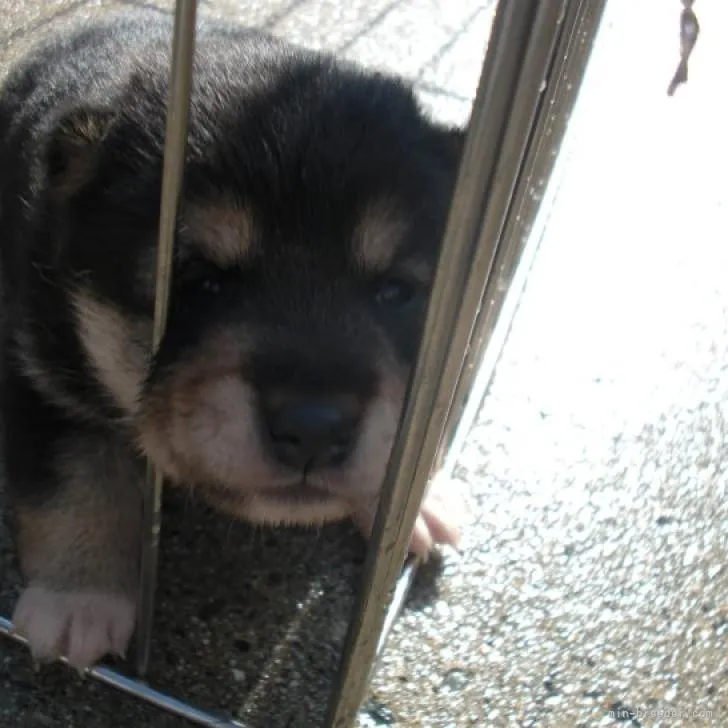 ID：2210-03766の子犬