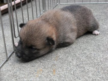 柴犬(標準サイズ)【京都府・女の子・2020年3月10日・赤 胡麻】の写真「とてもかしこい赤柴です。稀少。賢い姫の子。」
