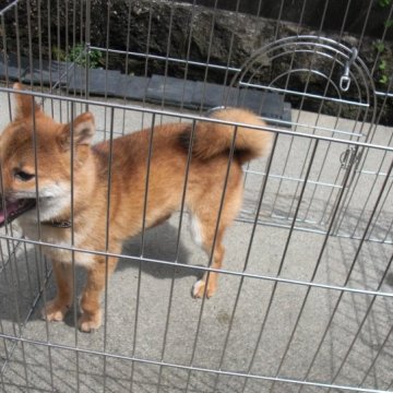 柴犬(豆柴)【京都府・男の子・2022年8月31日・天然記念物 赤 とても賢いです。】の写真「天然記念物　赤豆柴　稀少」
