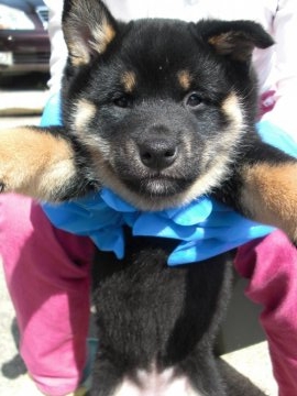 柴犬(標準サイズ)【京都府・女の子・2018年2月5日・黒】の写真「性格は人懐っこく可愛らしい女の子です。」