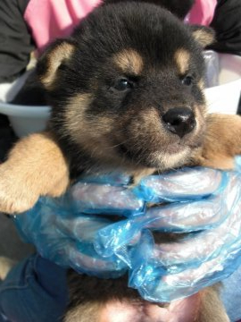柴犬(標準サイズ)【京都府・男の子・2020年3月26日・黒 クロ くろ】の写真「とてもかしこい黒柴です。稀少。１０％しかいない。」