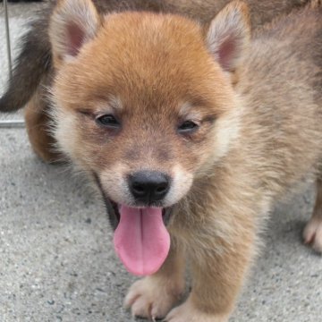 柴犬(豆柴)【京都府・男の子・2023年7月7日・赤 アカ】の写真「天然記念物　赤豆柴　賢く愛嬌があります」