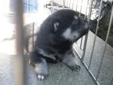 豆柴【京都府・男の子・2022年10月5日・天然記念物 黒 クロ くろ】の写真2