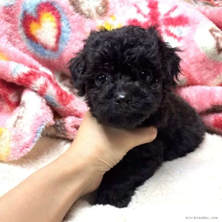 ID:2503-01204の子犬