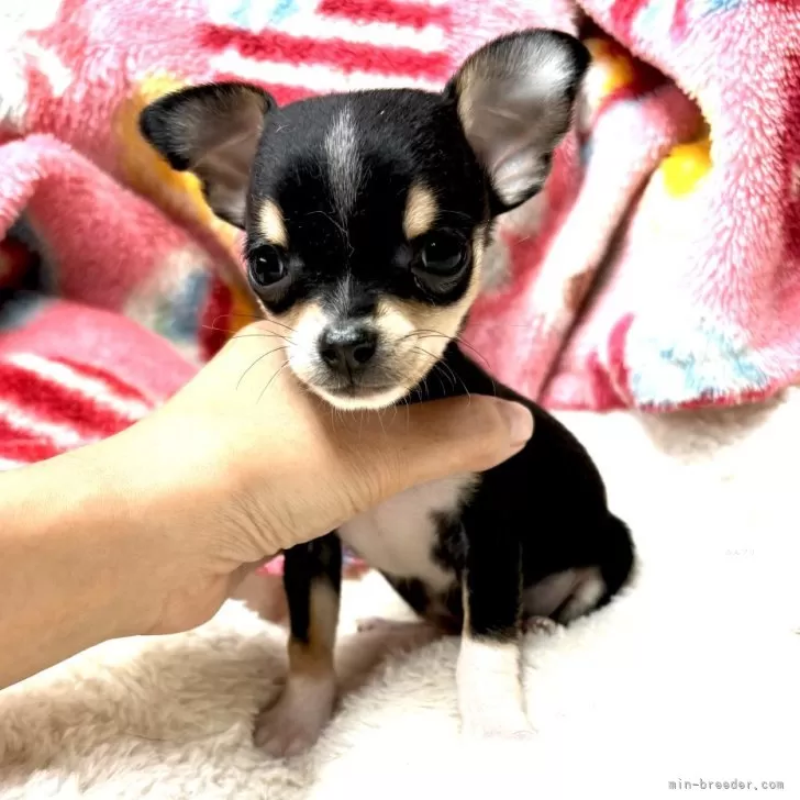 ID：2412-00646の子犬