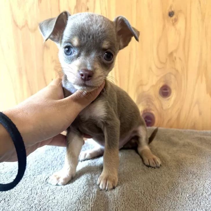 Y.H 様のお迎えした子犬