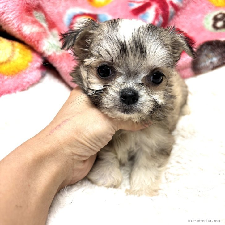 犬様お引き合い分です。 水戸市【公式】 on X: 