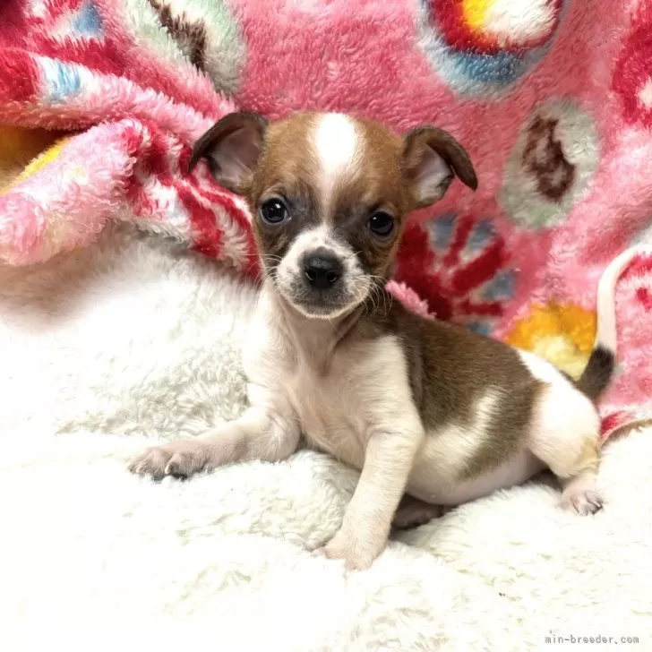 ID:2411-07343の子犬