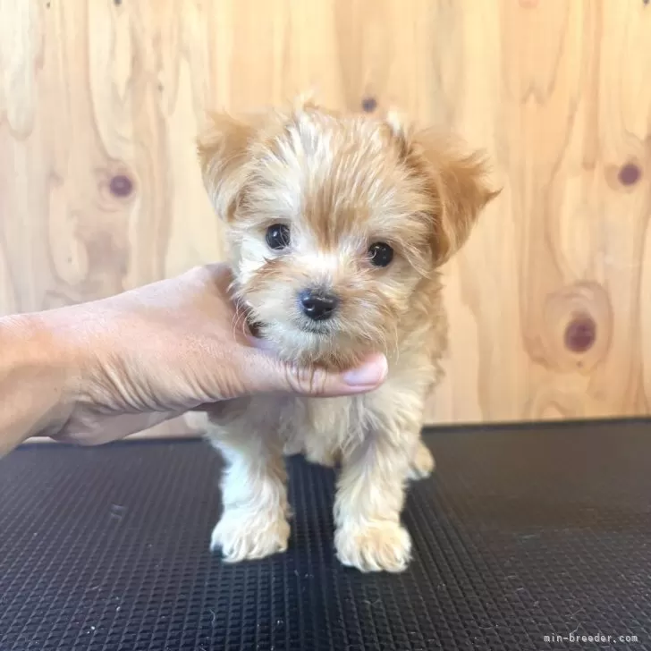 チワプー(チワワ×トイプードル)【高知県・女の子・2025年9月2日・アプリコット】の写真1