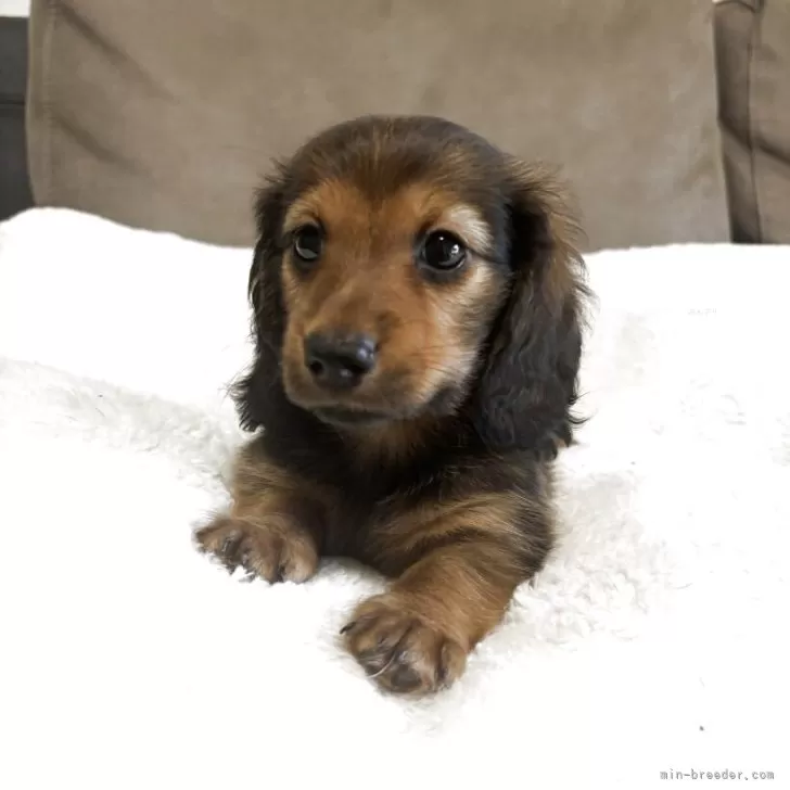 ID:2506-06787の子犬