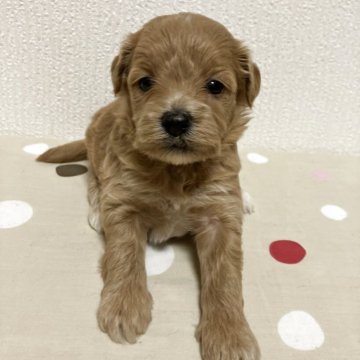 ポメプー(ポメラニアン×トイプードル)【高知県・女の子・2025年7月16日・ゴールド】の写真「丸々コロコロな女の子♪」