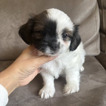 ミックス(チワワ×シーズー)【高知県・男の子・2025年9月25日・ブラウン&ホワイト】の写真「二つのお顔を持つ男の子😊」