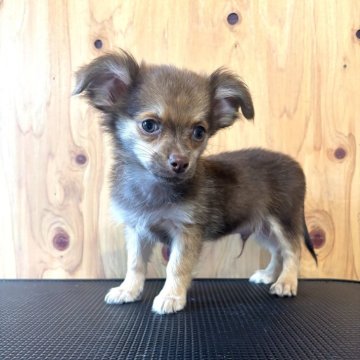 チワピン(ミニチュアピンシャー×チワワ)【高知県・男の子・2025年8月13日・チョコフォーン】の写真「チワワ寄りのチワピン君♬」