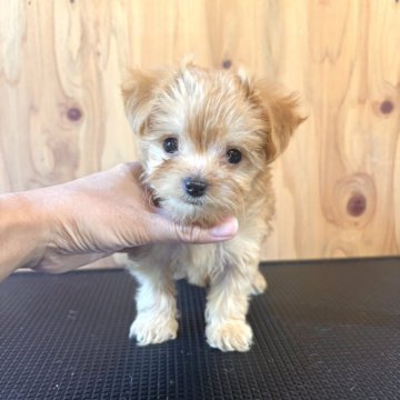 チワプー(チワワ×トイプードル)【高知県・女の子・2025年9月2日・アプリコット】の写真「小さな天使♡」