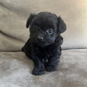 チワプー(チワワ×トイプードル)【高知県・女の子・2025年10月29日・ブラック】の写真「丸顔でとっても可愛い男の子♡」