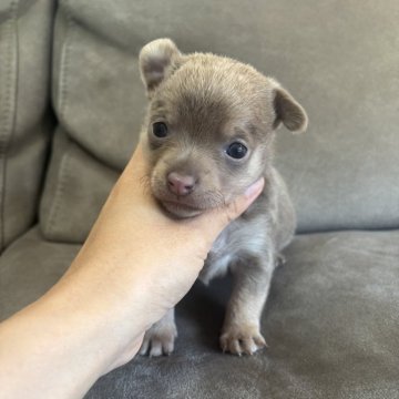 チワピン(ミニチュアピンシャー×チワワ)【高知県・女の子・2025年11月9日・イザベラ】の写真「綺麗なイザベラカラー💕」