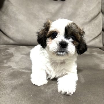 ミックス(チワワ×シーズー)【高知県・女の子・2025年9月25日・ブラウン&ホワイト】の写真「パンダみたいな女の子🐼」