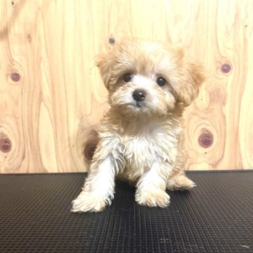 チワプー(チワワ×トイプードル)【高知県・女の子・2025年9月2日・アプリコット】の写真「小さな天使♡おすすめ！！」
