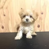 チワプー(チワワ×トイプードル)【高知県・女の子・2025年9月2日・アプリコット】の写真2
