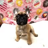 フレンチブルドッグ【高知県・女の子・2024年12月13日・フォーン ブラックマスク】の写真3