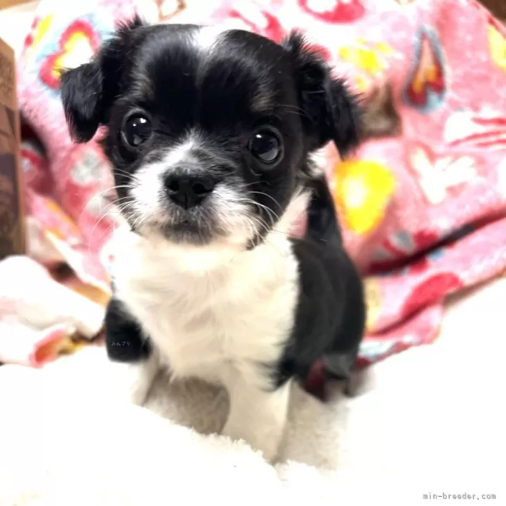 ID：2410-04955の子犬