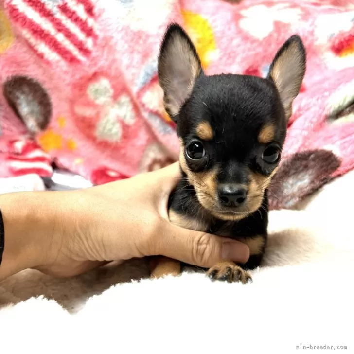 ID：2409-03258の子犬