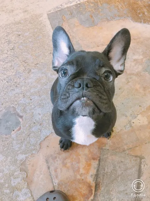 こころ 様のお迎えした子犬