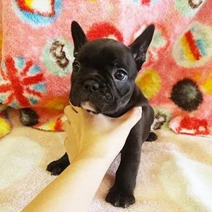 ヤン氏 様のお迎えした子犬